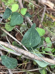 Cyclea hypoglauca