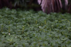 Ludwigia helminthorrhiza