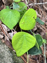 Cyclea hypoglauca