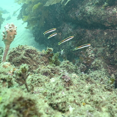 Trachinops taeniatus