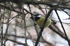 Periparus venustulus