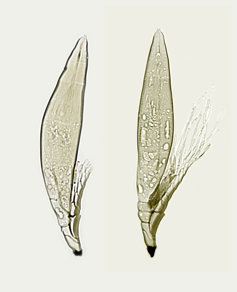 Sphaleromyces