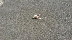 Cisticola natalensis