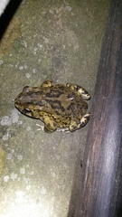 Sclerophrys garmani