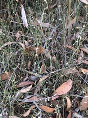 Lepidobolus drapetocoleus