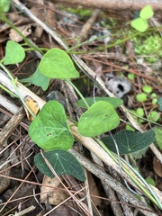 Cyclea hypoglauca