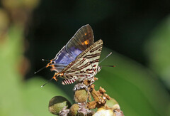 Cigaritis natalensis