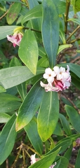 Daphne odora