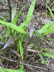 Setaria palmifolia