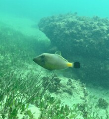 Meuschenia flavolineata