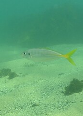 Trachurus novaezelandiae