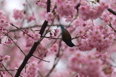 Aethopyga christinae