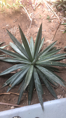 Agave vivipara