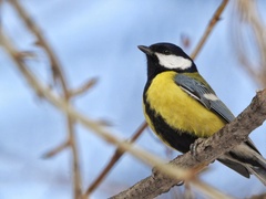 Parus major