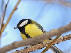 Parus major