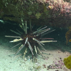 Phyllacanthus parvispinus