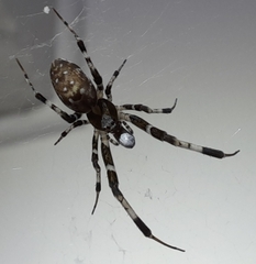 Zosis geniculata