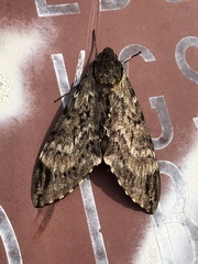 Psilogramma anne
