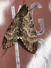 Psilogramma anne