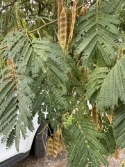 Albizia julibrissin