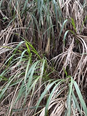 Miscanthus floridulus