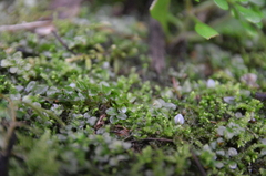 Mniaceae
