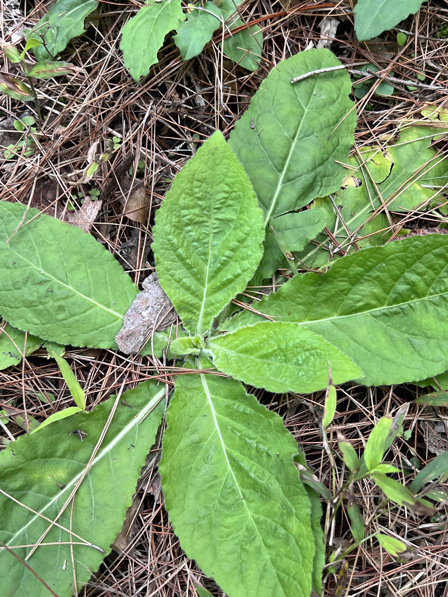 Elephantopus tomentosus L.