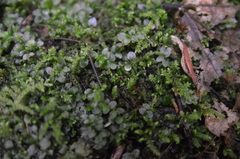 Mniaceae