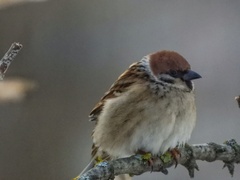 Passer montanus