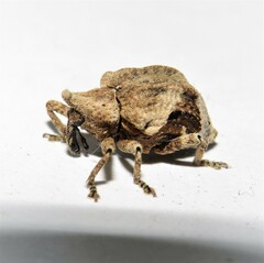 Oemethylus triangularis