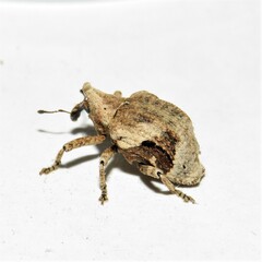 Oemethylus triangularis