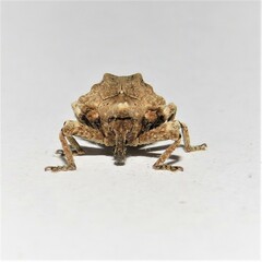 Oemethylus triangularis