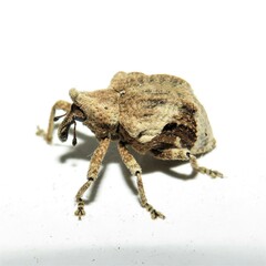 Oemethylus triangularis