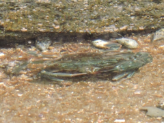 Thalamitinae