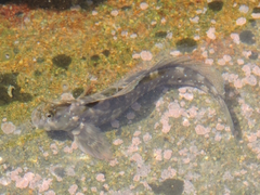 Blenniidae