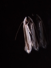 Erechthias stilbella