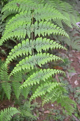Dennstaedtia scandens