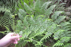 Dennstaedtia scandens