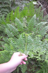 Dennstaedtia scandens