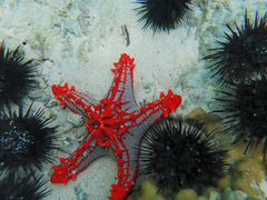 Protoreaster lincki