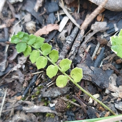 Lobelia pedunculata