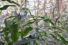 Alpinia uraiensis