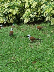 Garrulax leucolophus