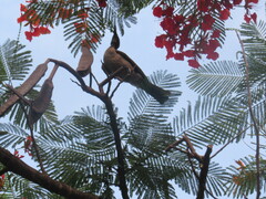 Philemon buceroides