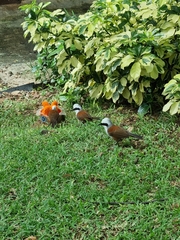 Garrulax leucolophus