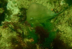 Trygonoptera imitata