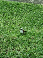 Garrulax leucolophus