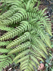 Dryopteris varia