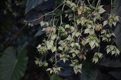 Trichodesma calycosum