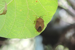 Stilida indecora
